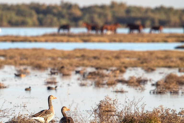 Ontdek Doñana & Iberische lynx: Eersteklas natuurtour