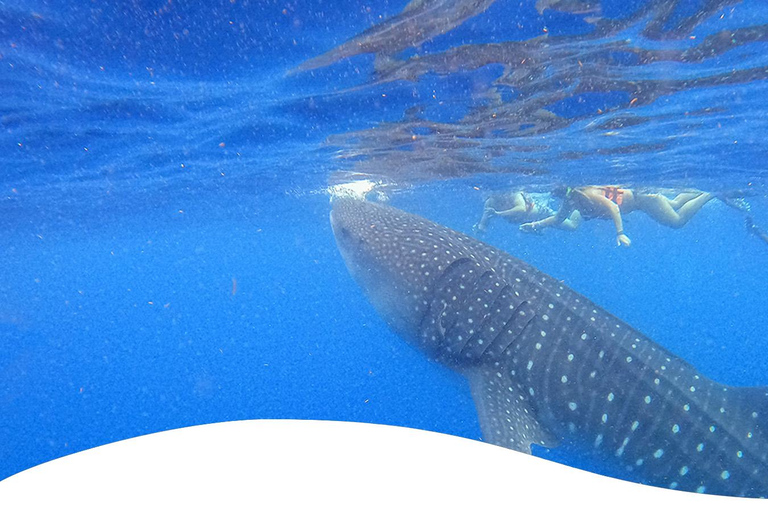 Holbox: Swimming with Wild Whale Sharks Boat Trip