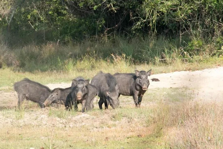 Anuradhapura: Wilpattu National Park Tagestour mit EintrittAnuradhapura: Wilpattu National Park Tagestour mit Ticket