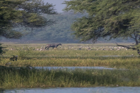 From Nairobi: 3-Day Amboseli National Park Safari with Meals
