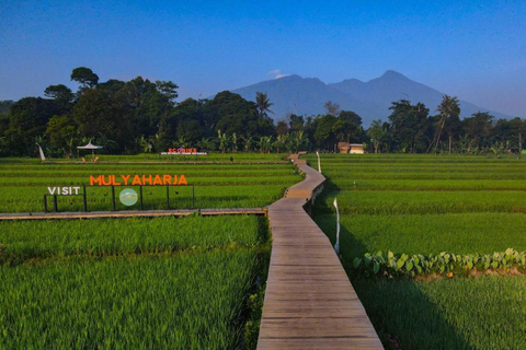 The Beautiful Garden, Rice Terrace and Waterfall In Bogor