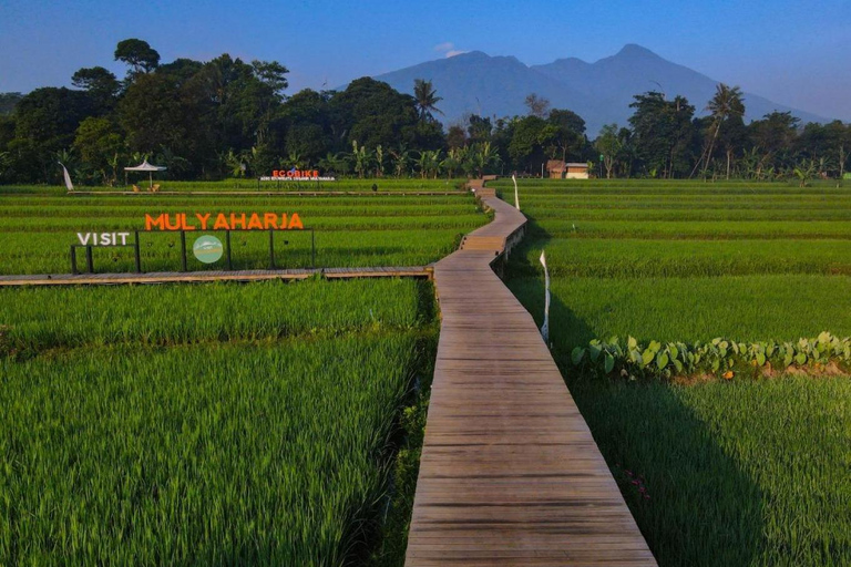 The Beautiful Garden, Rice Terrace and Waterfall In Bogor