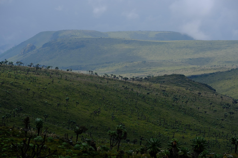 Aberdare National Park: Mount Satima Overnight Hike