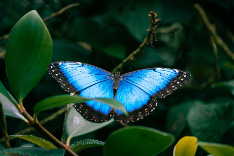 Boquete Butterfly House: Panama's Largest Butterfly Exhibit