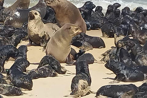 Walvis Bay: Pelican Point Seal i Sandwich Harbour Tour