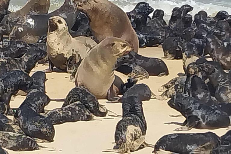 Walvis Bay: Pelican Point Seal och Sandwich Harbour Tour