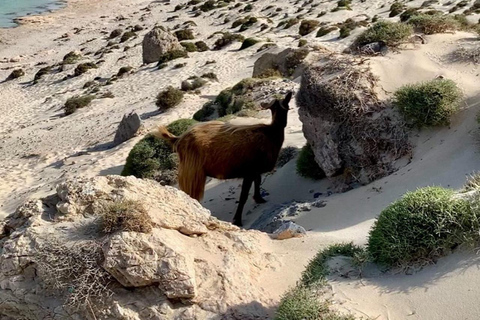 Balos Beach Off-Road Bus – Daily Departure from Kissamos 8:00 - 13:00 BALOS BUS