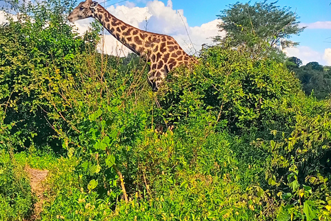From Livingstone:Chobe National Park Small Group Day Trip