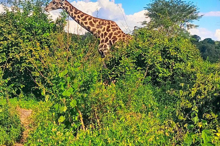 From Livingstone:Chobe National Park Small Group Day Trip