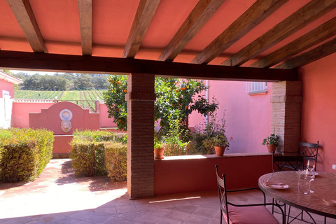 Ronda, Málaga: Winery Tour with Wine Tasting and Tapas