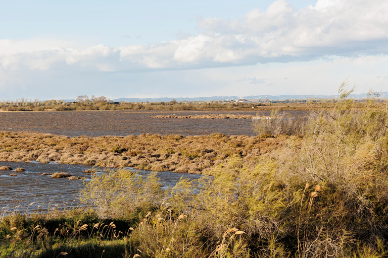 Aigues-Mortes 3H: Discover the secret Camargue in a 4x4 Full-Day