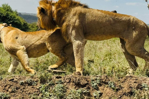 Nairobi National Park&Elephant Orphanage&Giraffe Centre Tour