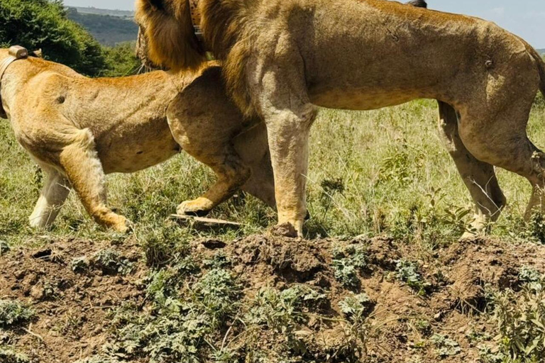 Nairobi National Park&Elephant Orphanage&Giraffe Centre Tour
