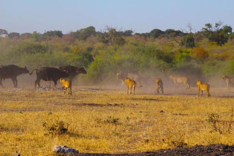 Safari Game Drive with Masuku Adventures