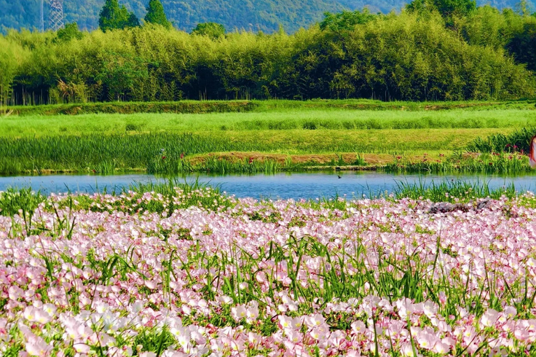 Hangzhou: Liangzhu Archaeological Site UNESCO Heritage Tour
