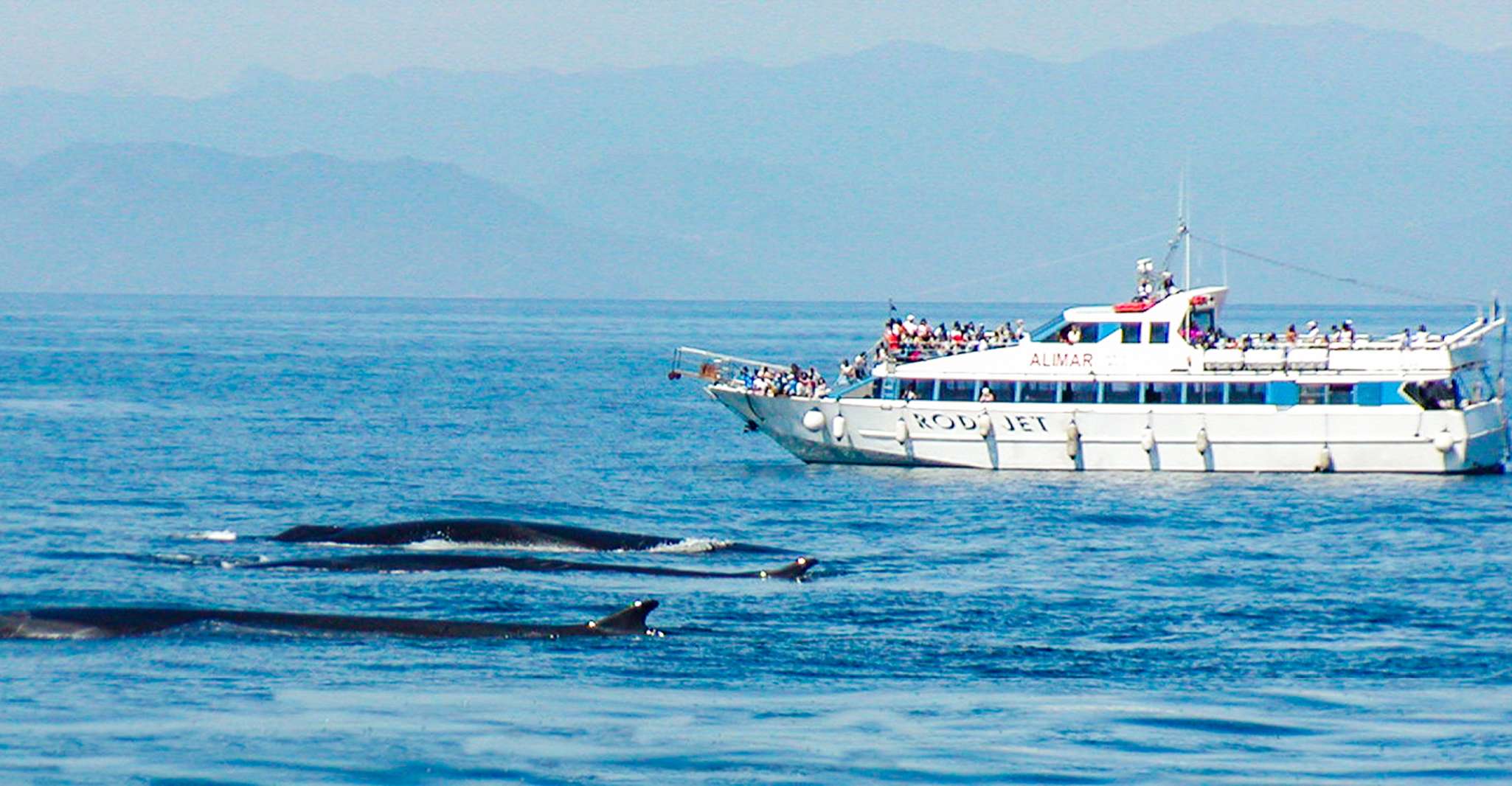 Genoa, Cetacean Watching Cruise with Marine Biologist Guide - Housity