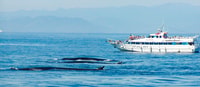 Genoa, Cetacean Watching Cruise with Marine Biologist Guide - Housity