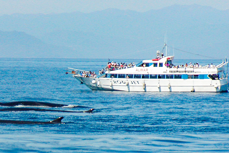 Genoa: Cetacean Watching Cruise with Marine Biologist Guide 4.5 Hour Tour