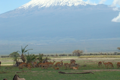 Najlepsze 7-dniowe kenijskie safari z przygodą i dziką przyrodą