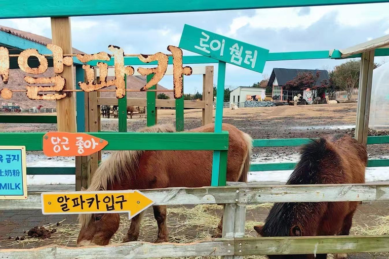 Jeju: Shaun Sheep Farm, Camellia Hill & Aewol Coast Tour