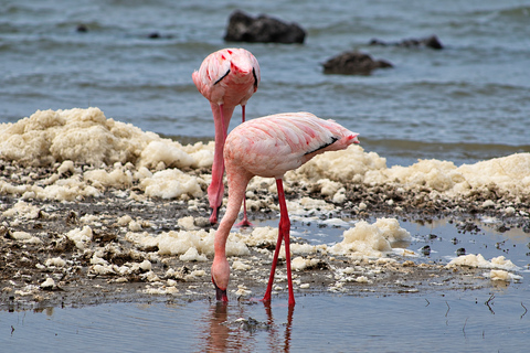 Private Arusha National Park Safari with Expert Guide