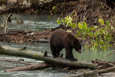 Campbell River: Toba Bears and Wilderness Grizzly Bear Tour