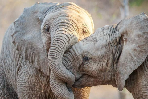 Kasane: 2-Day Chobe National Park Safari - Big Game