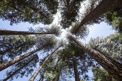 San Francisco to Yosemite Park Small Group Tour