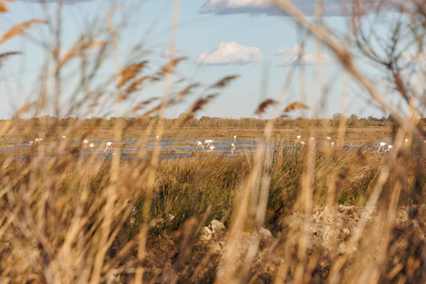 Aigues-Mortes 3H: Discover the secret Camargue in a 4x4 Full-Day