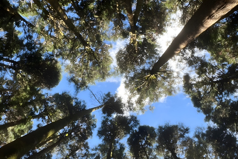 From Taichung/Kaohsiung/Chiayi/Alishan: Alishan Hidden Gems Join-in Tour (Start & End in Chiayi)