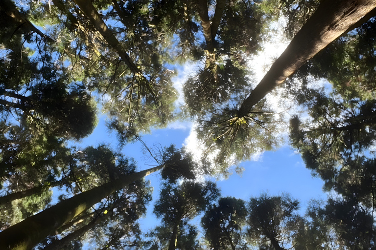 From Taichung/Kaohsiung/Chiayi/Alishan: Alishan Hidden Gems Join-in Tour (Start & End in Chiayi)