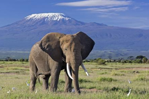 Kenya: 10-Day Private Safari with Accommodation