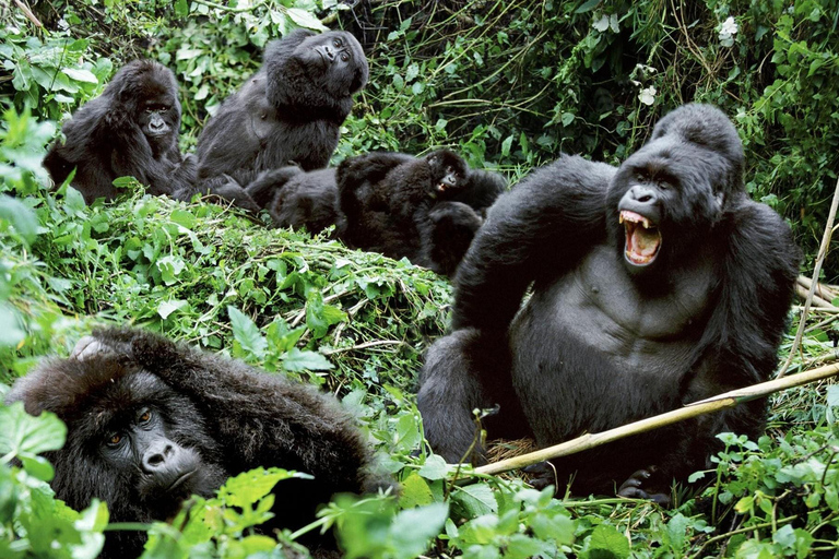 Kenya and Uganda: 7-Day Safari with Gorilla Tracking Tour