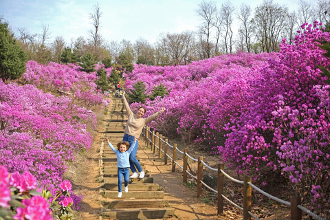Seoul: Cherry Blossom & Pokpo Waterfall Cafe One Day Tour A. Cherry Blossom Spring Route
