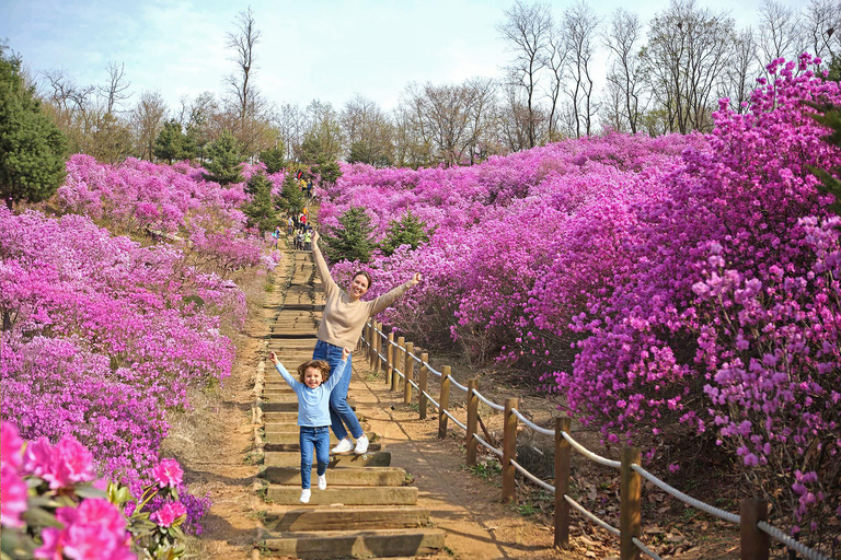 Seoul: Cherry Blossom & Pokpo Waterfall Cafe One Day Tour A. Cherry Blossom Spring Route