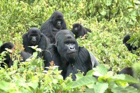 2 Days Gorilla Trekking