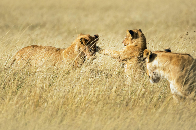 Merveilles de la nature sauvage : Safari de 4 jours au Masai Mara et au lac Nakuru