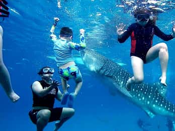 Oslob: Whaleshark Swimming, Inambakan Falls & Moalboal Tour