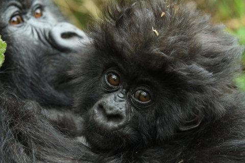 Ruanda: Safari de 2 días para caminar entre gorilas y visita a la ciudad de KigaliSafari de 2 días en Gorila y visita a la ciudad de Kigali