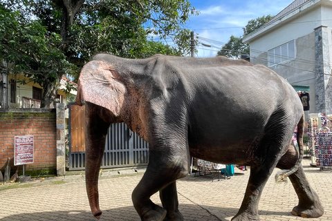 Kandy Pinnawala dagstur från Bentota