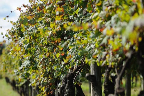 From Turin: food and wine guided tour in Canavese
