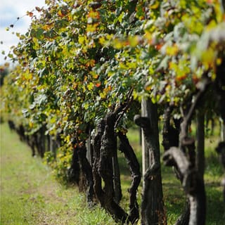 From Turin: food and wine guided tour in Canavese