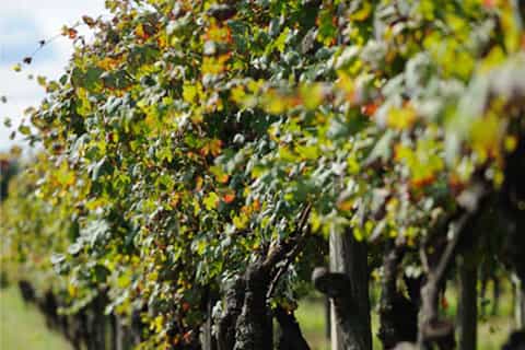 From Turin: food and wine guided tour in Canavese