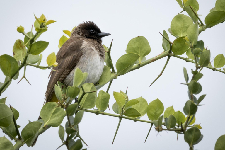 Nairobi: passeio de meio dia no Parque NacionalNairobi: tour privado de meio dia no Parque Nacional