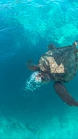 Tortue à Laganas - Hizvo