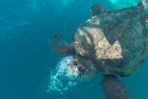 Schildkrötenbeobachtung in Laganas