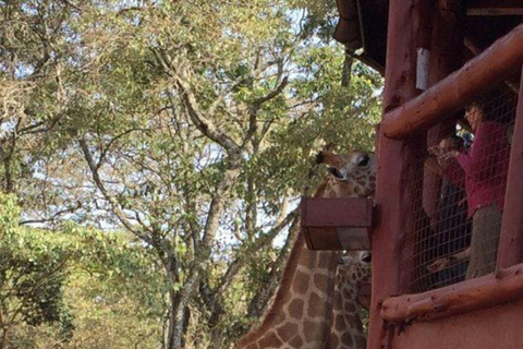 Elephant Orphanage and Giraffe Center Tour