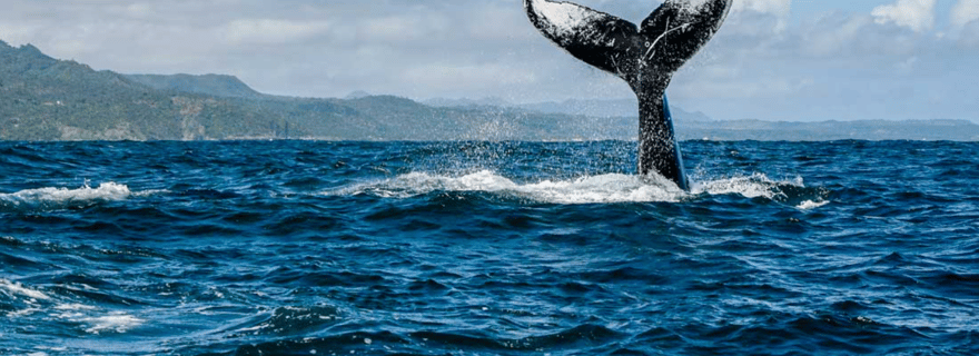 Miches : Observation privée des baleines dans la baie de Samana