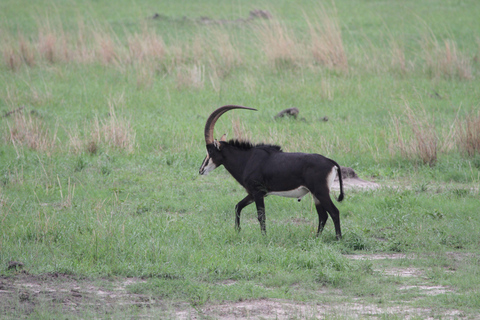 Victoria Falls: Safari game drive tour 3 hours