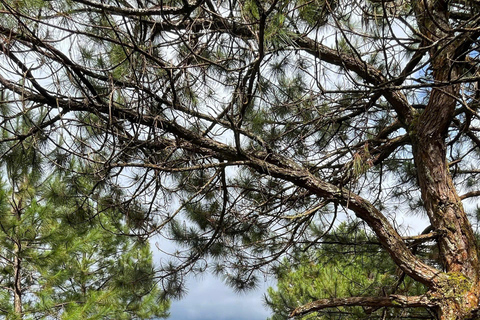 Da Lat: Langbiang Mountain Guided Trek with Lunch & Pickup